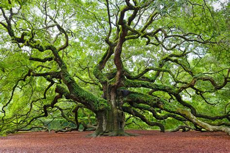 Oak & fort - oak翻译：橡树，栎树;橡木，栎木。了解更多。 
